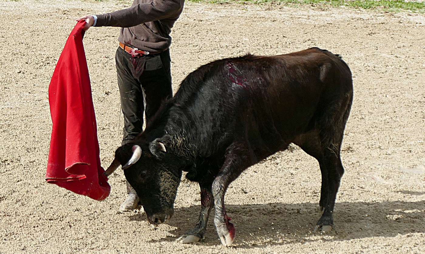 regard profond sur la Toro Fiesta