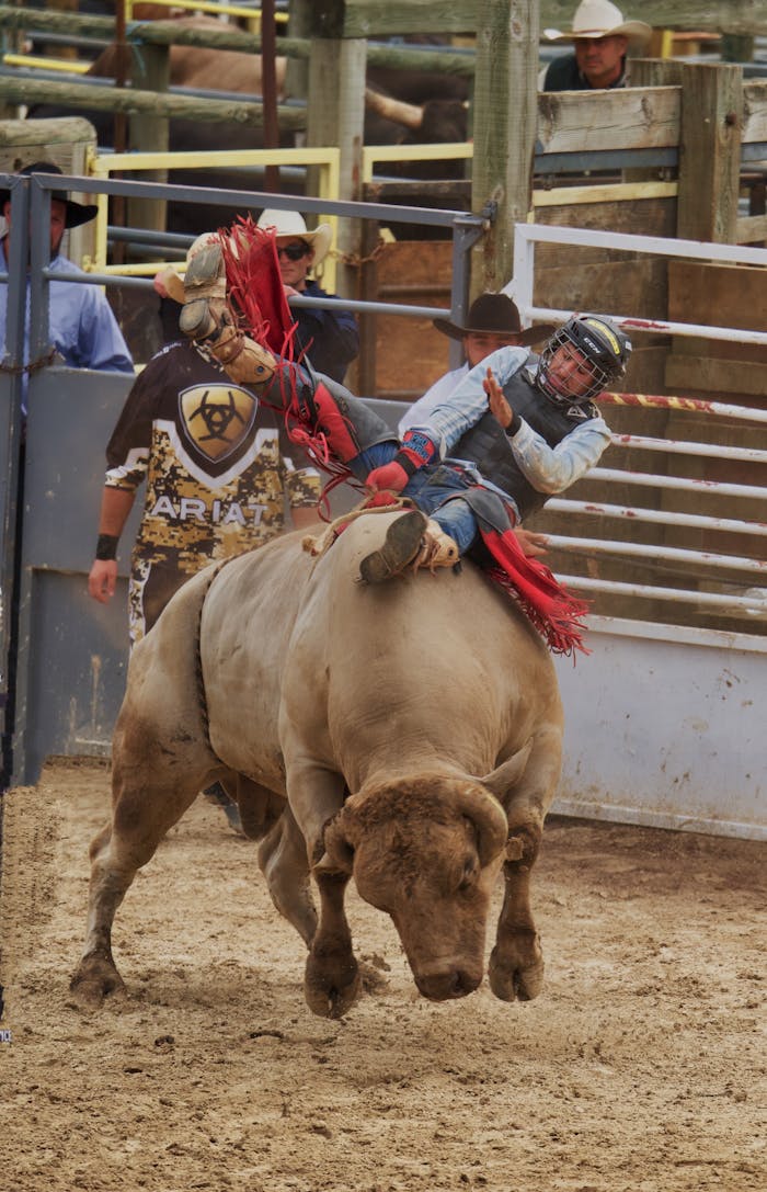 Man Riding on a Cow